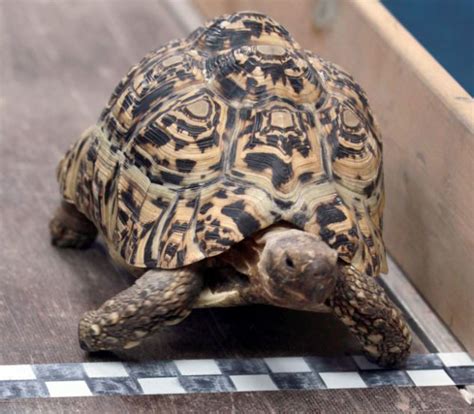 地球上跑得最快的乌龟，获吉尼斯世界纪录，堪称龟中“博尔特”
