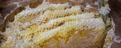 [荔枝蜜批发]纯正天然荔枝蜂蜜，自家生产，量大可批价格16元/斤 - 惠农网