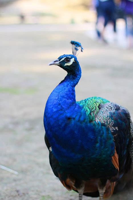 阜新孔雀园——美丽漂亮的绿孔雀 - 中国自然保护区生物标本资源共享平台