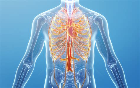 人体心脏血管系统图片素材-正版创意图片401806961-摄图网