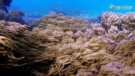 世界自然遗产——大堡礁