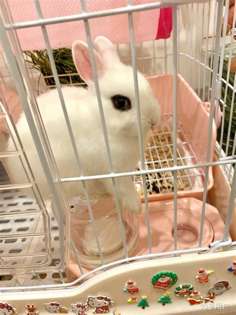 仙气十足的兔兔名字 给宠物兔子取名字非常受主人的芳心_知秀网