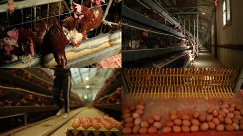 蛋鸡多级生产线输送机生产线的家禽养殖场蛋鸡养殖场农业技术设备厂高清图片下载-正版图片505548349-摄图网
