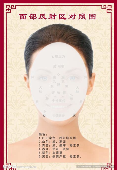 面部反射区图图片