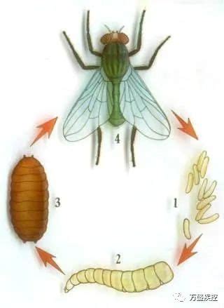 【图】苍蝇是怎么来的？苍蝇的生长过程 - 装修保障网