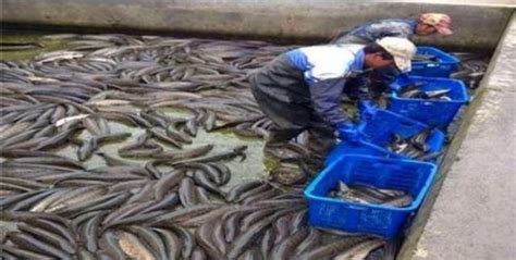 68斤“鱼王”亮相！尝鱼味、品鱼趣，干塘节让你有不一样的丰收-杭州新闻中心-杭州网