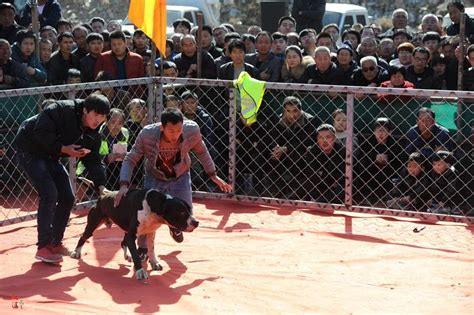 农民组织新春斗狗比赛，猛犬撕咬场面激烈，数百人围观
