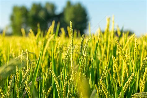 14种优质农作物品种亮相成就展 第05版:种业 20221102期 四川农村日报