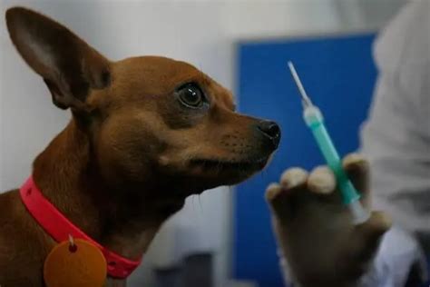 狂犬病致死率约达100%！为何发作后会无药可治，打疫苗也不安全？_腾讯视频