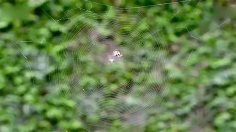 蜘蛛织网全过程1分钟看完真是很神奇