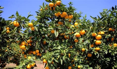 自家花园硕果累累的橘子树高清图片下载-正版图片501198092-摄图网
