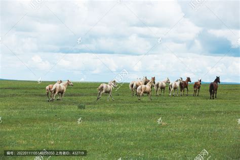 蓝天白云夏季草原奔跑马群,草原风光,自然风景,摄影素材,汇图网www.huitu.com