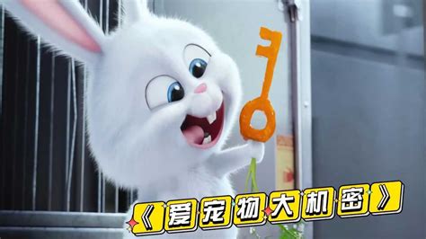 超萌超可爱的小兔兔没想到居然是流浪动物的老大搞笑动画电影_腾讯视频