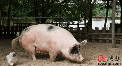 猪不吃食体温低是什么原因（猪不吃食体温低什么病）-云南省种畜推广中心