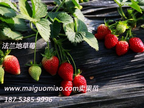 法兰地草莓苗种植条件，草莓苗价格_草莓苗_泰安开发区森泉园艺场
