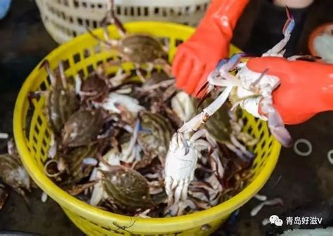 崂山会场螃蟹|青岛市场南方梭子蟹唱主角，想吃会场蟹子的还要再等等-丫空间