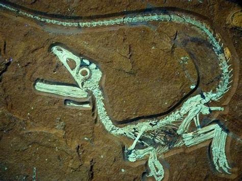 阿根廷发现迄今最大恐龙骨骼化石 南美大陆首次发现雷龙化石 - 神秘的地球 科学|自然|地理|探索