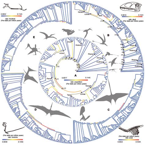 宏演化分析揭示翼龙的兴亡史----中国科学院古脊椎动物与古人类研究所