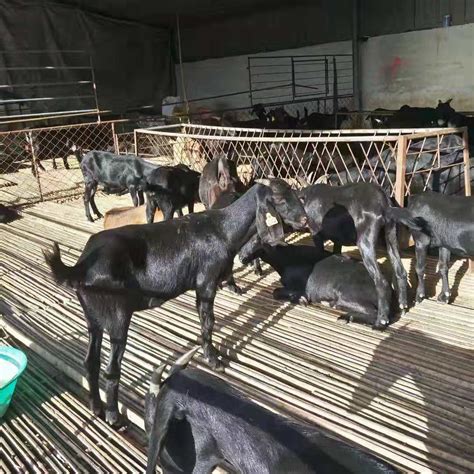 铜陵努比亚黑山羊屠宰肉羊 努比亚黑山羊屠宰肉羊-食品商务网