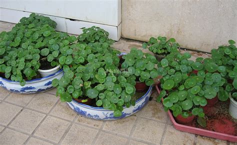 小型花卉植物品种-金钱草