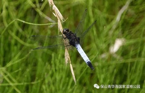 青华海开展2020年昆虫专项监测