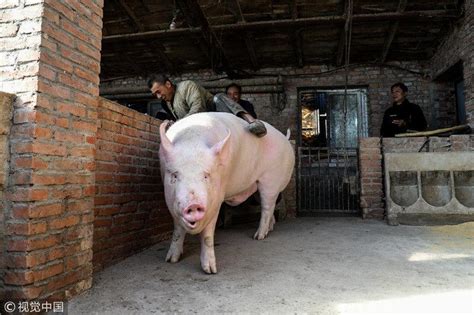 吉尼斯世界最重的猪,最重的猪,最重的人多少斤(第5页)_大山谷图库