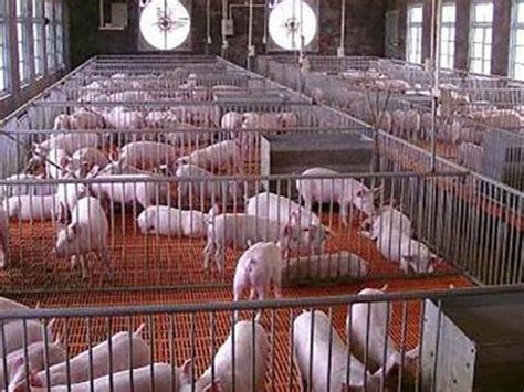 养猪场复养有模式可循，这家养猪场是这样做的，总结起来18个字|养猪场|消毒|猪场_新浪新闻