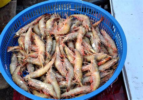 河北海兴：捕捞对虾-人民图片网