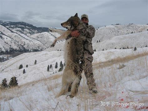 世界体型最大的犬科动物，北美灰狼现濒临灭绝_巴拉排行榜