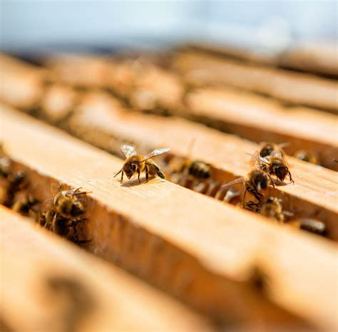 世界蜜蜂日 娇兰再度倾情贡献 为蜜蜂保驾护航_保护