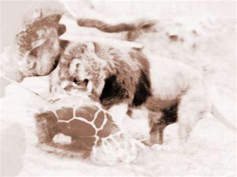 梦见狮子打猎 周公解梦之梦到狮子打猎 是什么征兆？