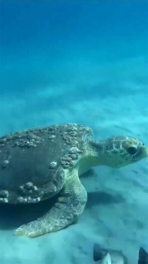 这只海龟背上长满藤壶可怜巴巴的眼神让人心疼_腾讯视频