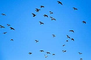 看见一大群鸟飞在一起什么寓意(梦见天空中成群的鸟飞来飞去)_周公解梦大全