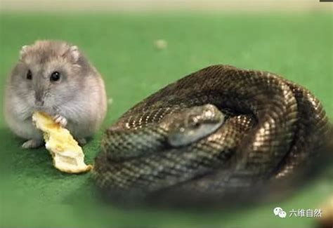 都以为蛇会吃老鼠，想不到最后变成“蛇鼠一窝”|老鼠|仓鼠|食物_新浪新闻