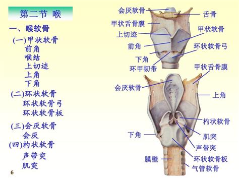 嗓子结构示意图图片