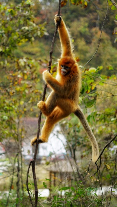 生态云南 | 怒江金丝猴的“告白”-云南省林业和草原局-关注森林网