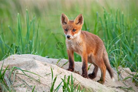 迷人的红狐狸狐狸幼崽站在洞穴附近的沙山上高清图片下载-正版图片504020588-摄图网