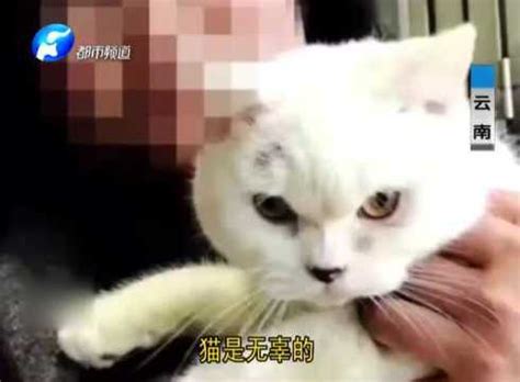 小猫活剥皮 女子太残忍_腾讯视频