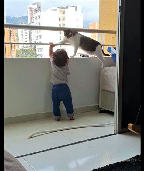 儿子想要爬阳台栏杆，猫咪感知到了危险去阻拦他：不允许爬上来！