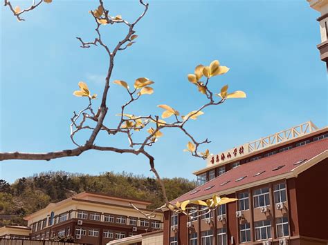 青岛海山学校2021升学率-百度经验