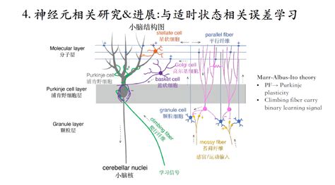 Nat Neurosci系统总结：突触前的光遗传学 - 知乎