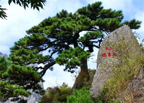 黄山松树图片