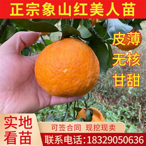 红美人柑橘苗最佳种植时间 - 技术专栏 - 象山半亩田果园