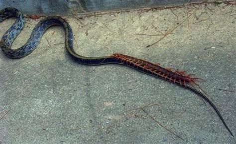 【科研动态】中国发现剧毒蛇类新种——西南眼镜蛇