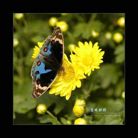 翠蓝眼蛱蝶Junniarithya(Linnaeus)图片
