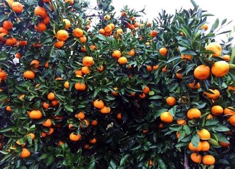 最适合在南方种植的三个柑橘品种，它们有什么特点？ - 惠农网触屏版
