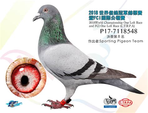 唐山春兴国际赛鸽公棚（大棚）照片查看-中国信鸽信息网各地公棚