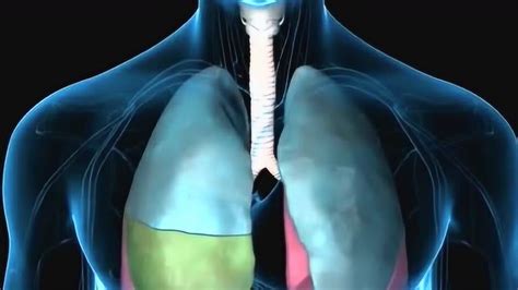 肺部3D医学动画，这未免也太真实了吧，科技的力量就是这么强大！_腾讯视频
