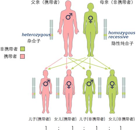 拓普基因-普媚妍-BRCA1/2易感基因检测
