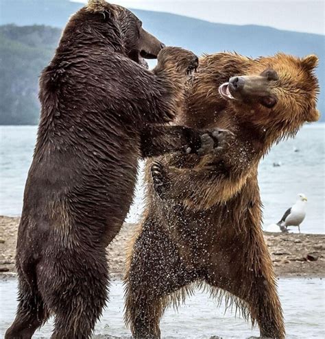 俄罗斯勘察加半岛的猎熊者 - 神秘的地球 科学|自然|地理|探索